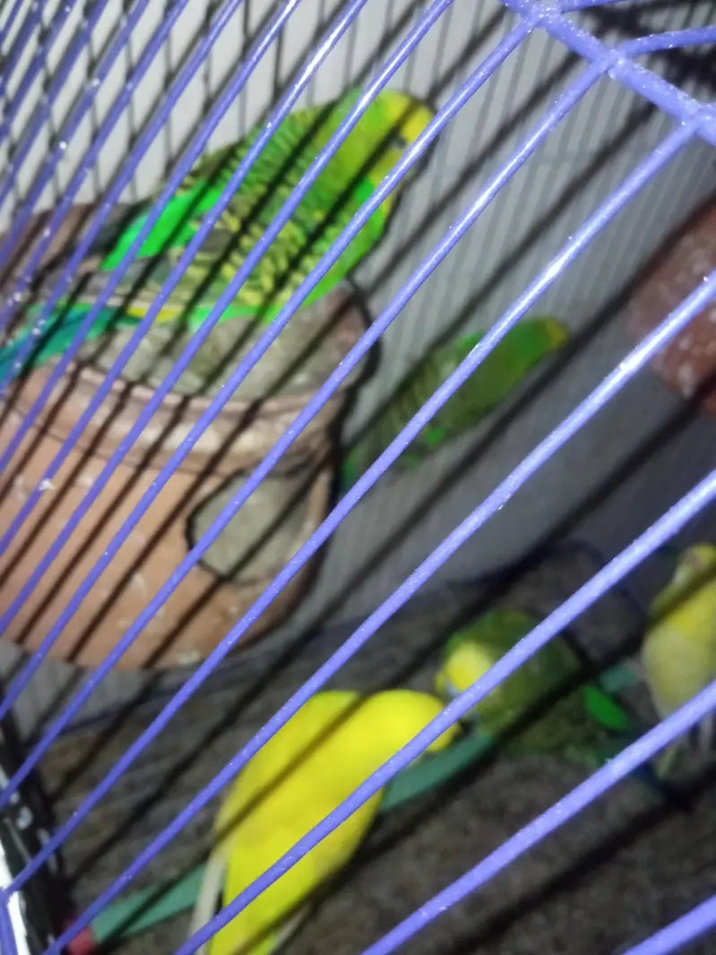 Australian parrots / Australian totte / Red eyes australian parrots — photo 5