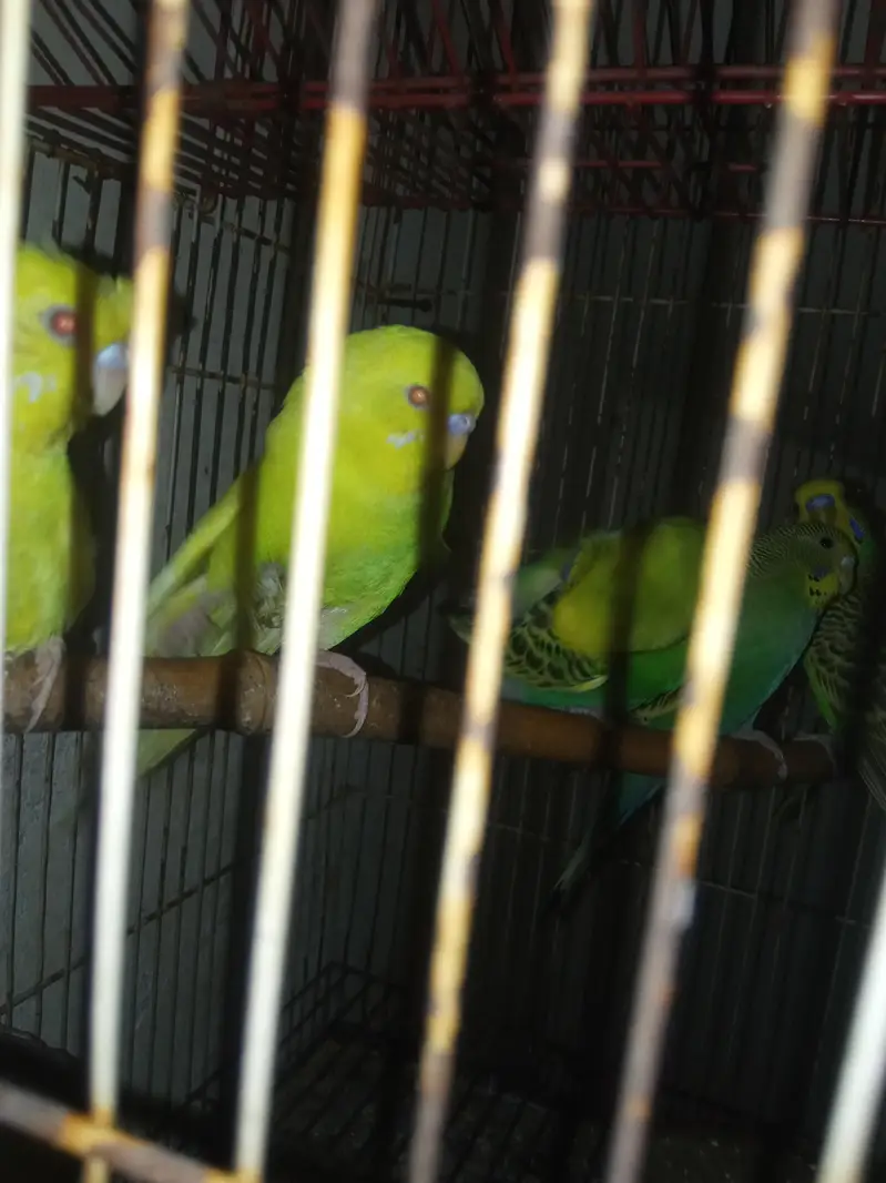 Australian parrots / Australian totte / Red eyes australian parrots — photo 6