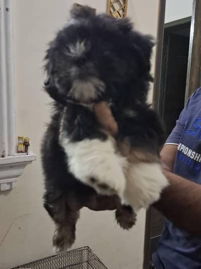 Shih Tzu | Shihtzu | Shitzu Pups | Puppies