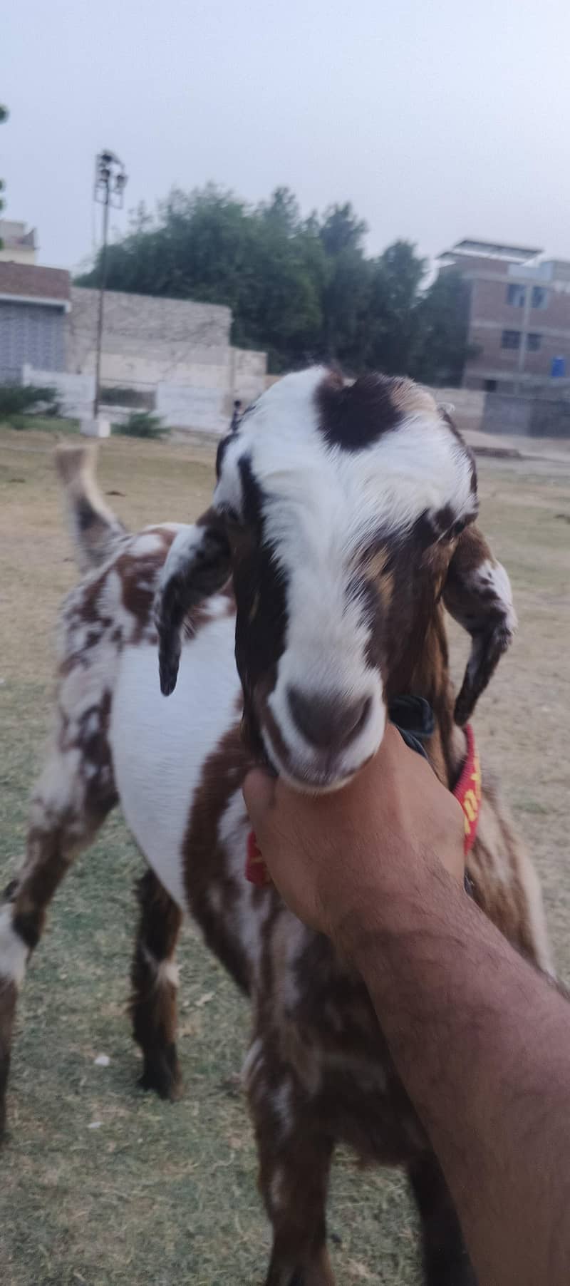 bakra 0