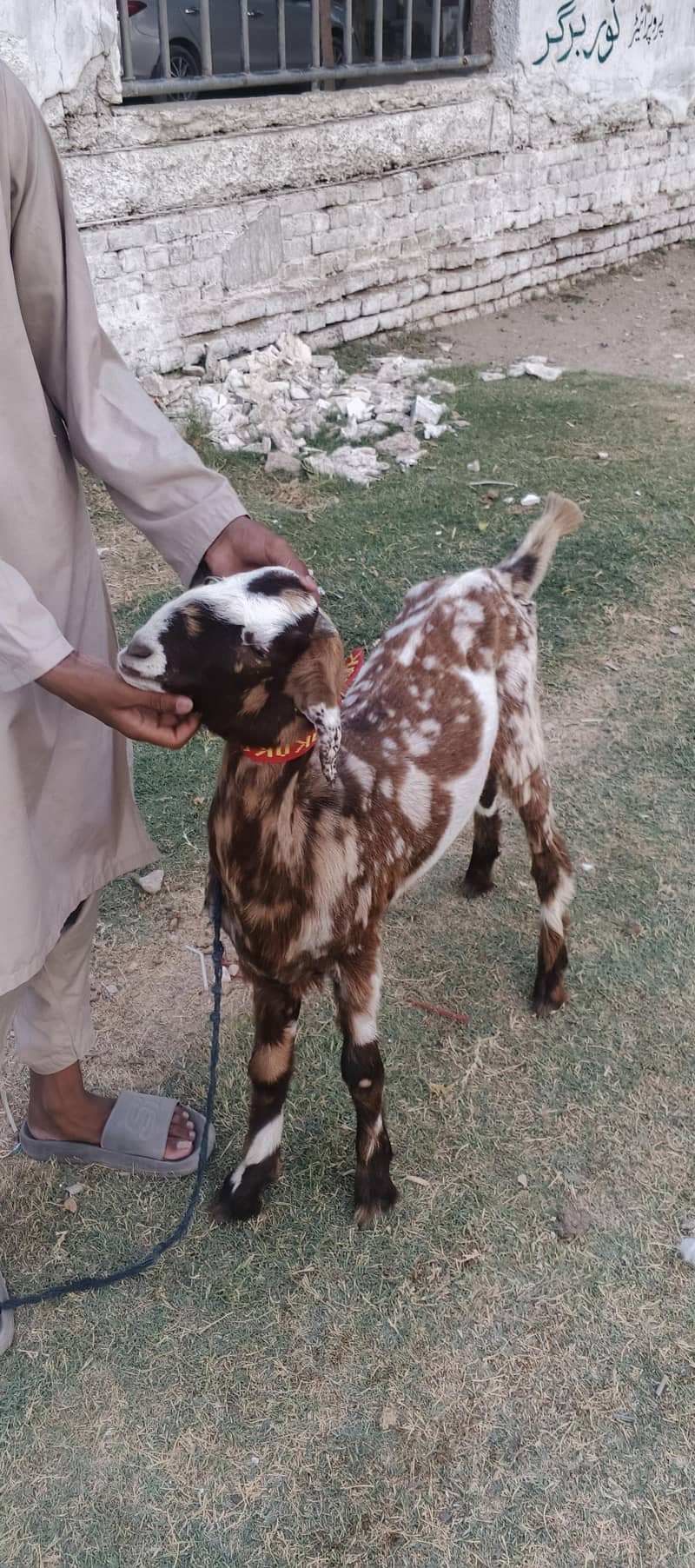bakra 1