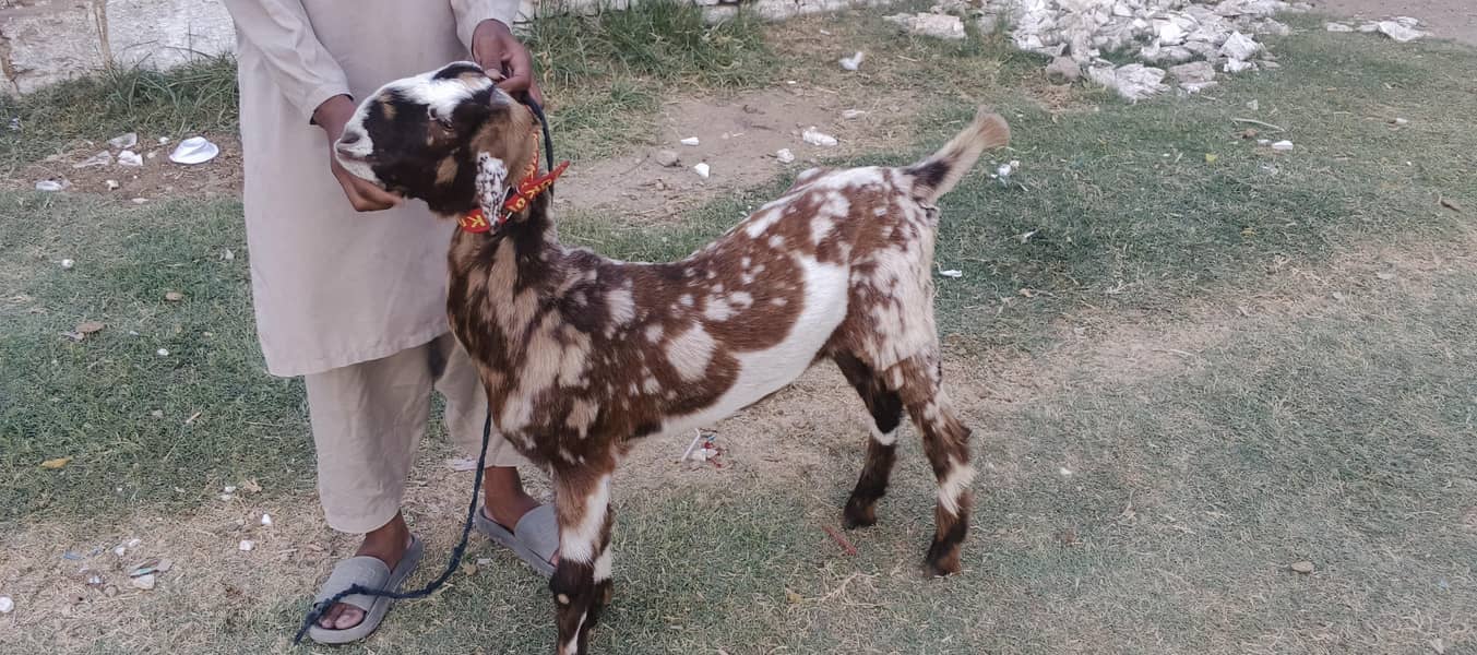 bakra 2