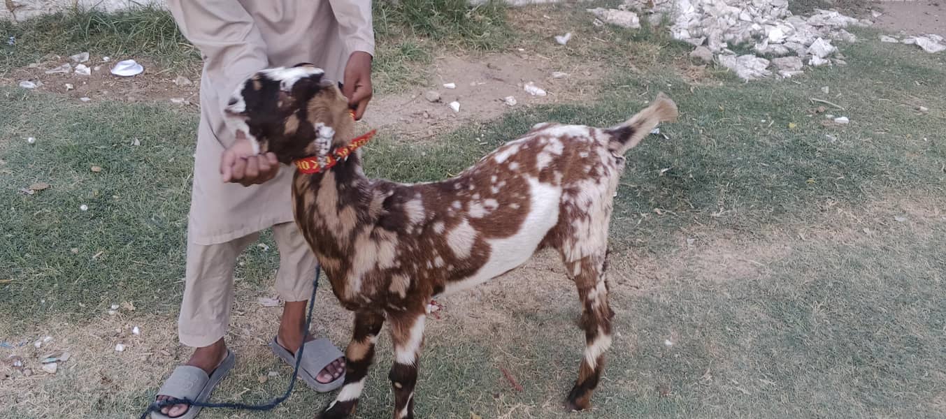 bakra 3