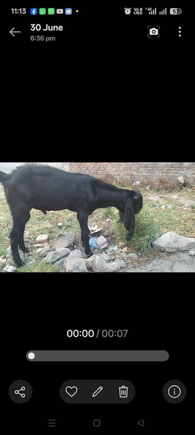 Bakra