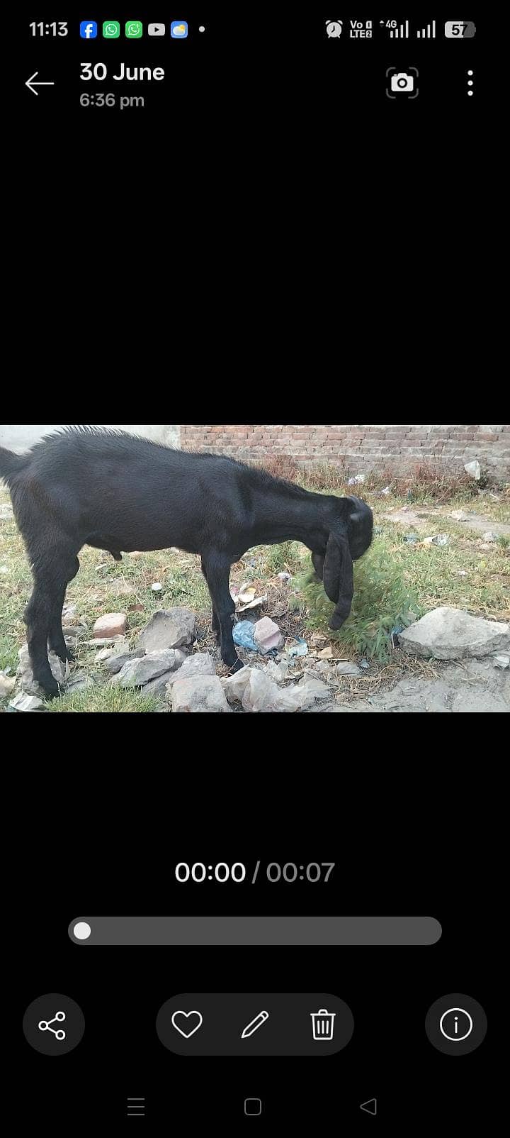 Bakra 0