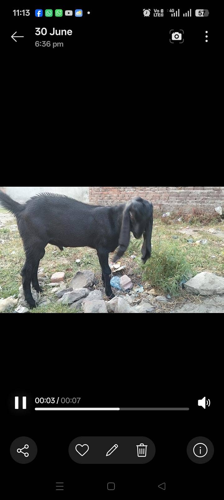 Bakra 1