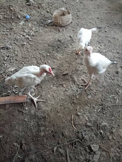 3addad Heera 1 male 2 female