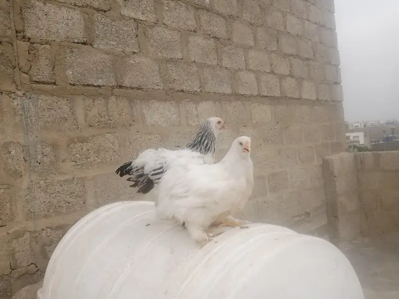 Buff hens — photo 2