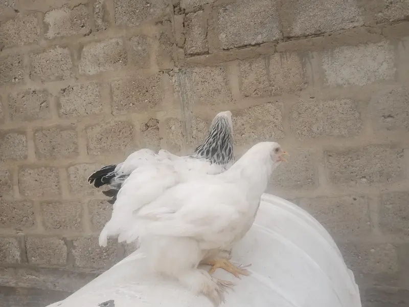 Buff hens — photo 3
