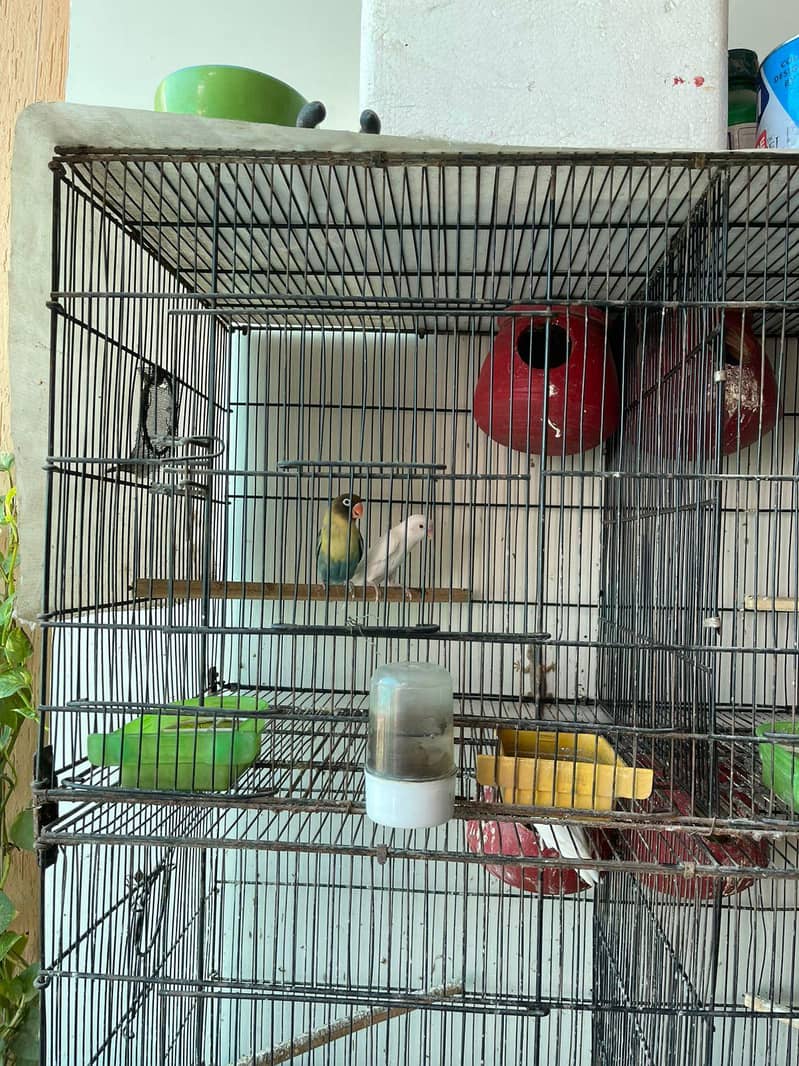 love birds, Java and cage 2