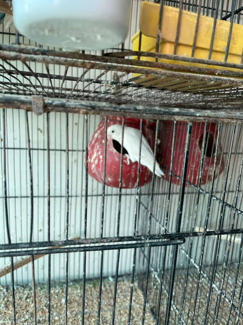 love birds, Java and cage 3