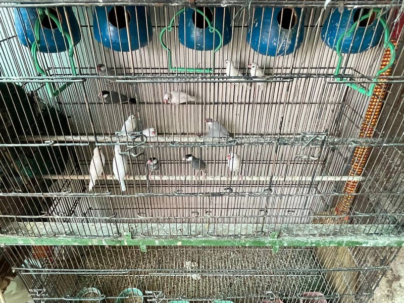 love birds, Java and cage 4