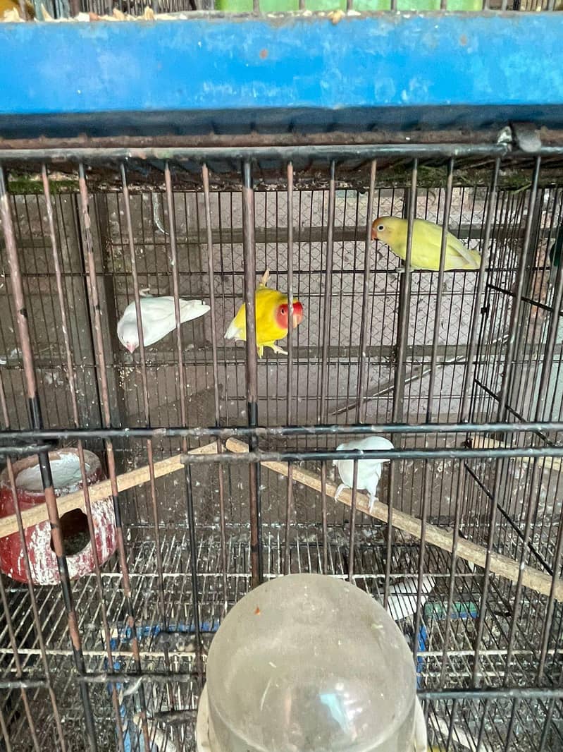 love birds, Java and cage 5
