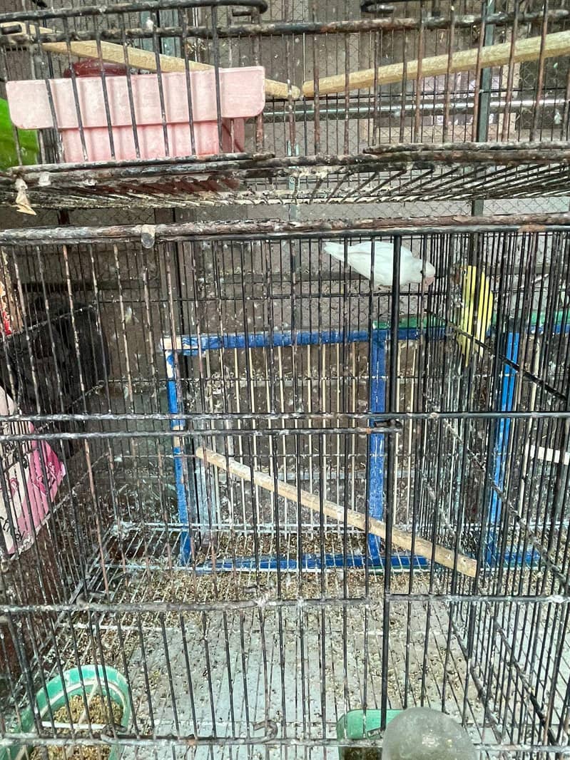 love birds, Java and cage 7