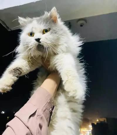 Enturm punch urgent sale