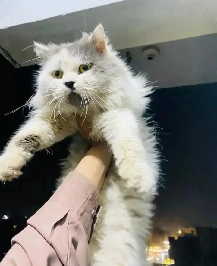Enturm punch urgent sale — photo 2