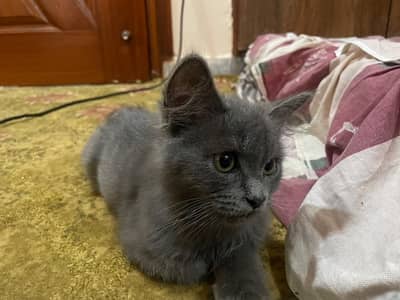 Persian Cat for sale