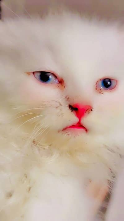 cute persian cats