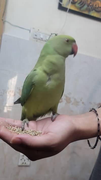 tamed parrot