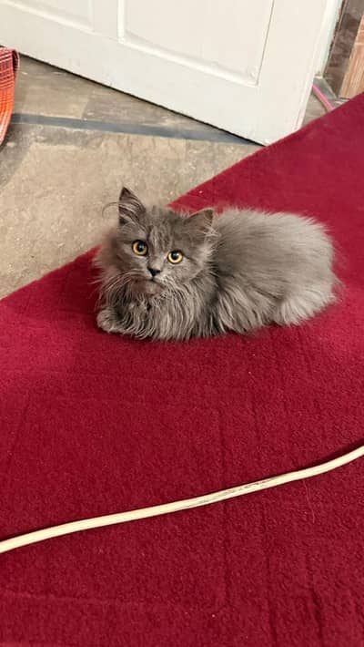 Grey and Brown persian kittens