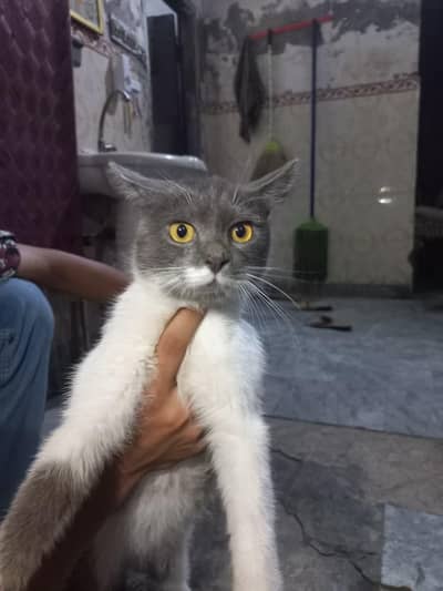 cats Russia
