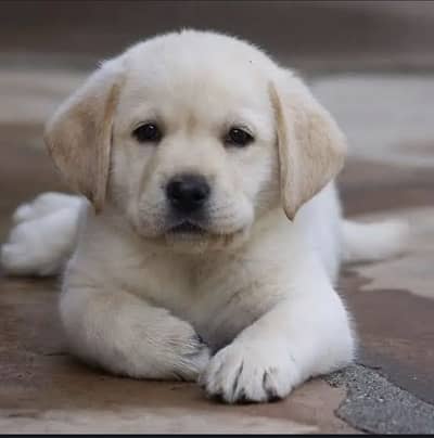 Labrador puppy