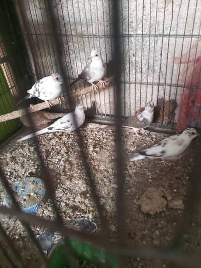 pied dove