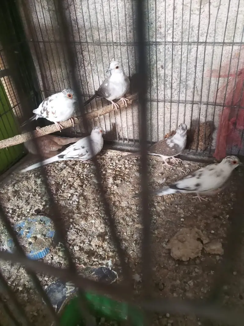 pied dove