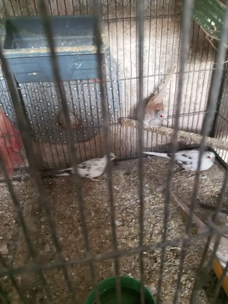 pied dove — photo 4