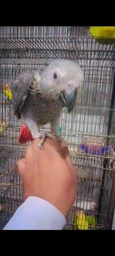African grey
