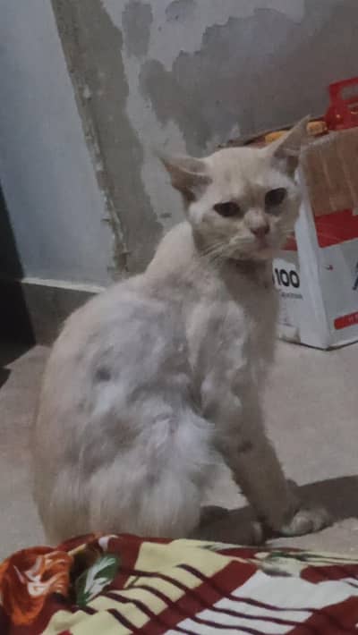 Persian cat