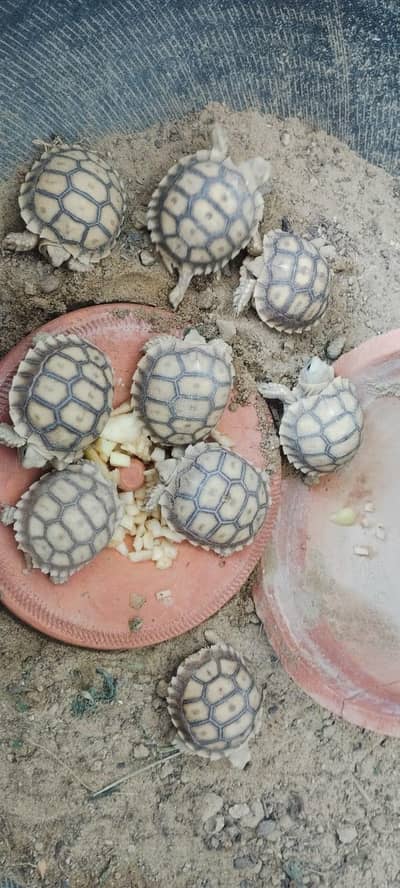 African sulcata tortoise babies