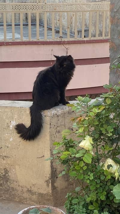 Male Persian Cat