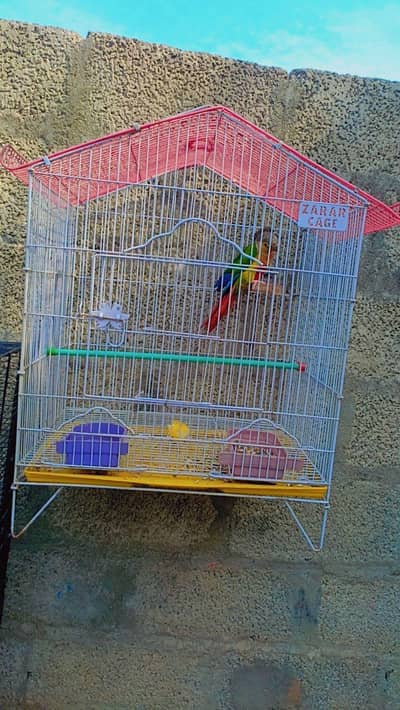 exchange breeder canure pair with Raw male