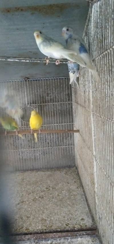 budgies ready to breed pairs available