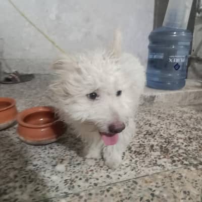 a poddle dog is for selling