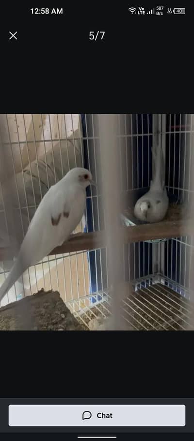pied dove