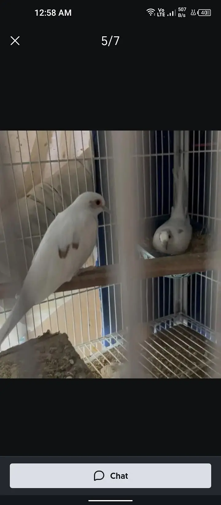 pied dove