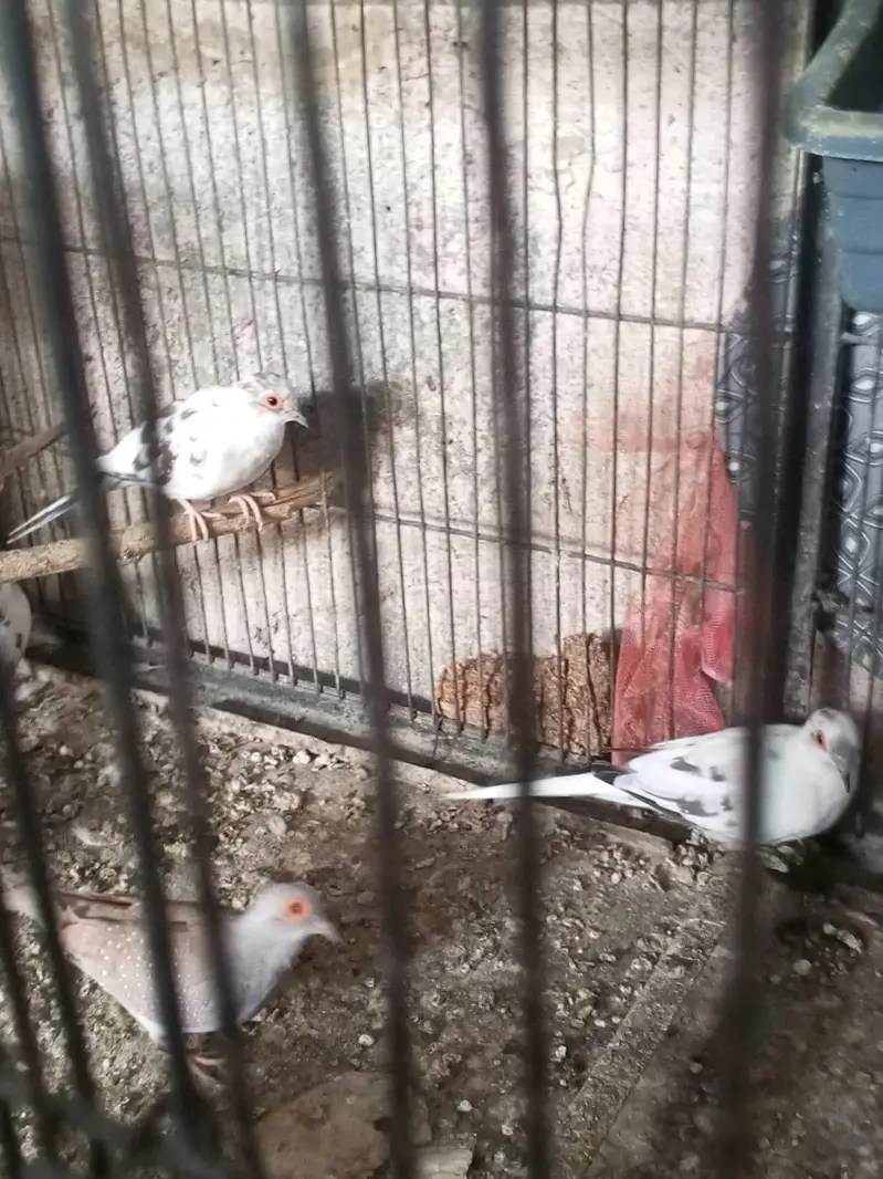 pied dove — photo 2