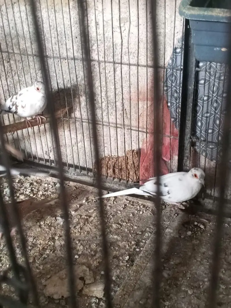 pied dove — photo 3