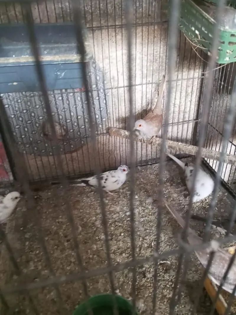 pied dove — photo 5