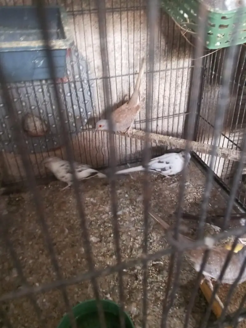 pied dove — photo 7