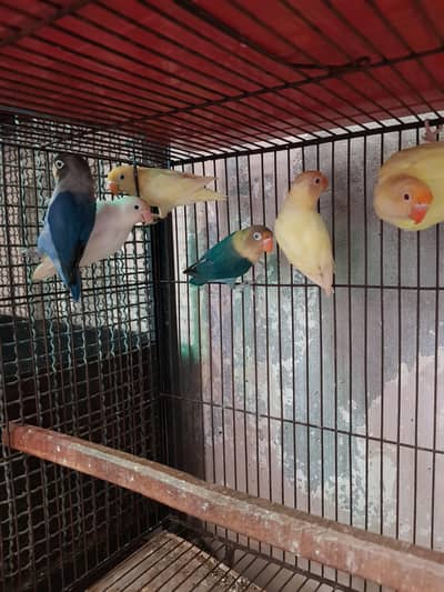 lovebirds colourfull