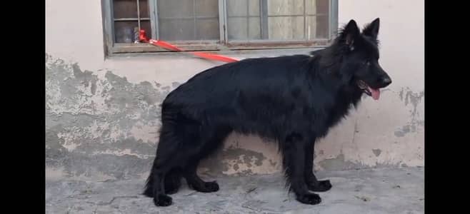 Pedigree Garman Shafet Male