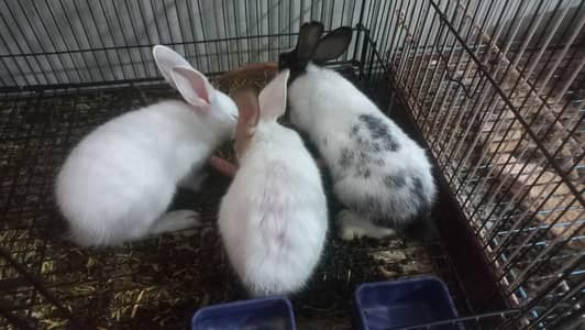 Healthy, Home-Raised Rabbit Kits