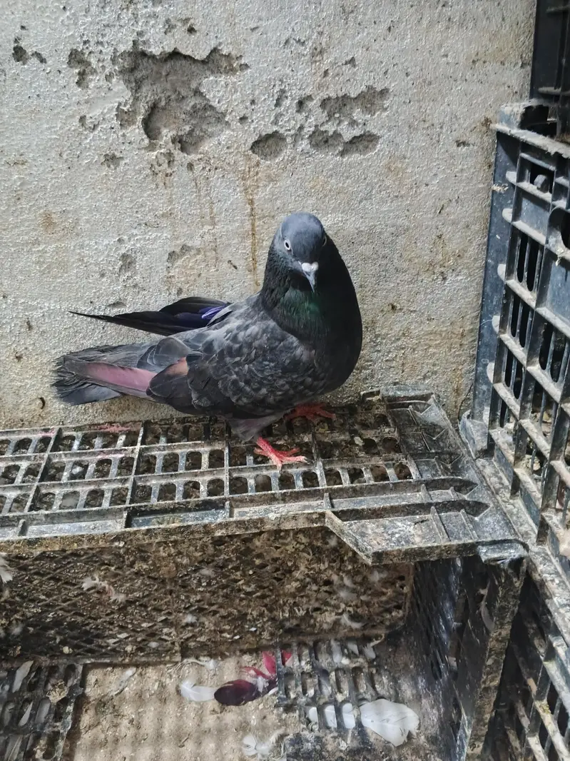 fancy laka 1000 per peice — photo 3