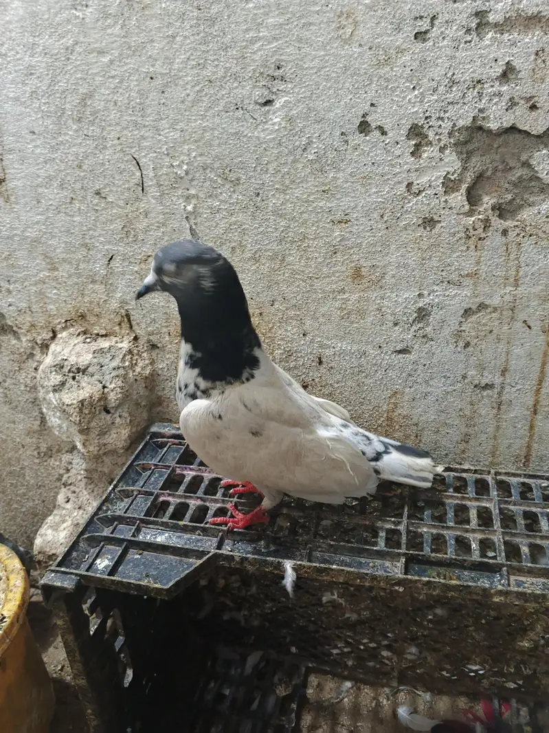 fancy laka 1000 per peice — photo 5