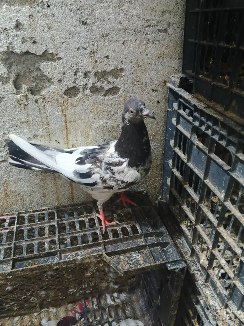 fancy laka 1000 per peice — photo 7