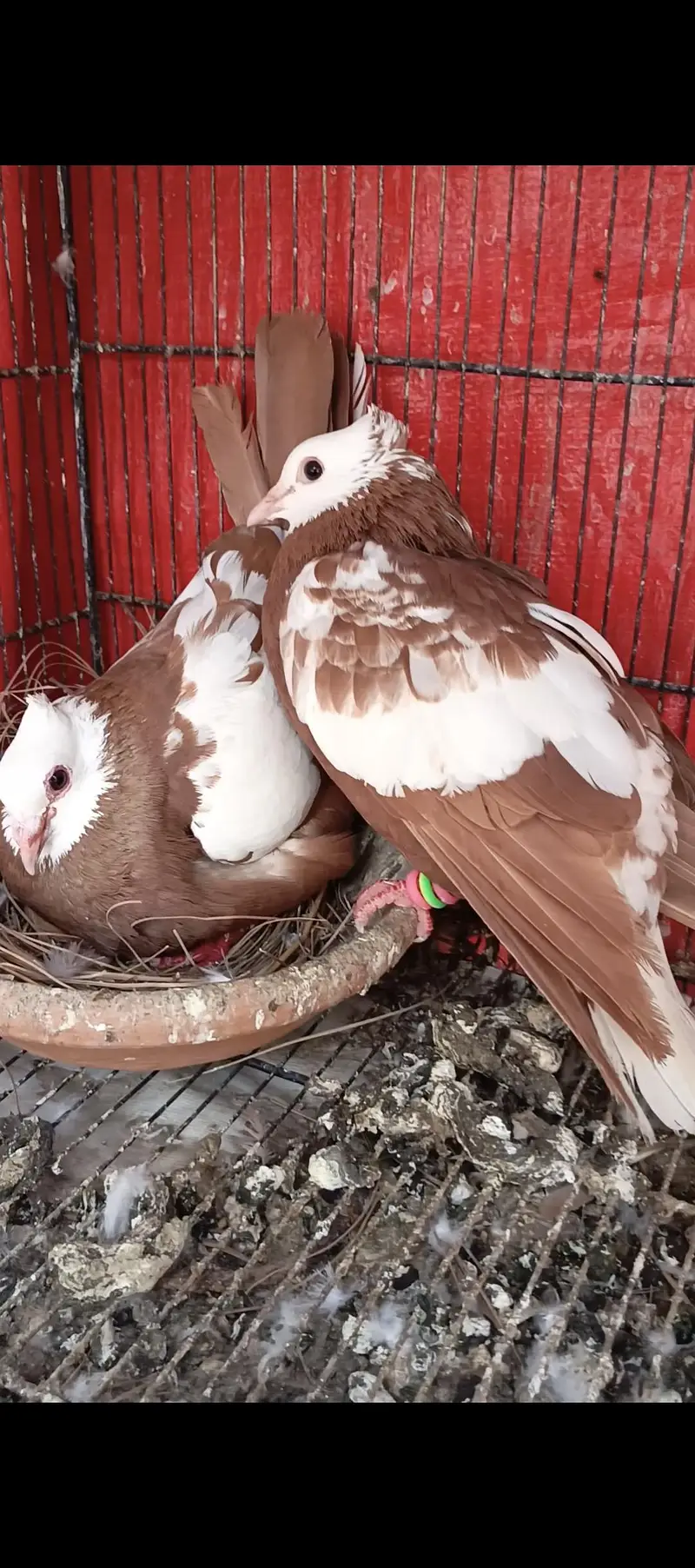 Pigeons breeder pairs wtsapp 033-018-935-73 — photo 3