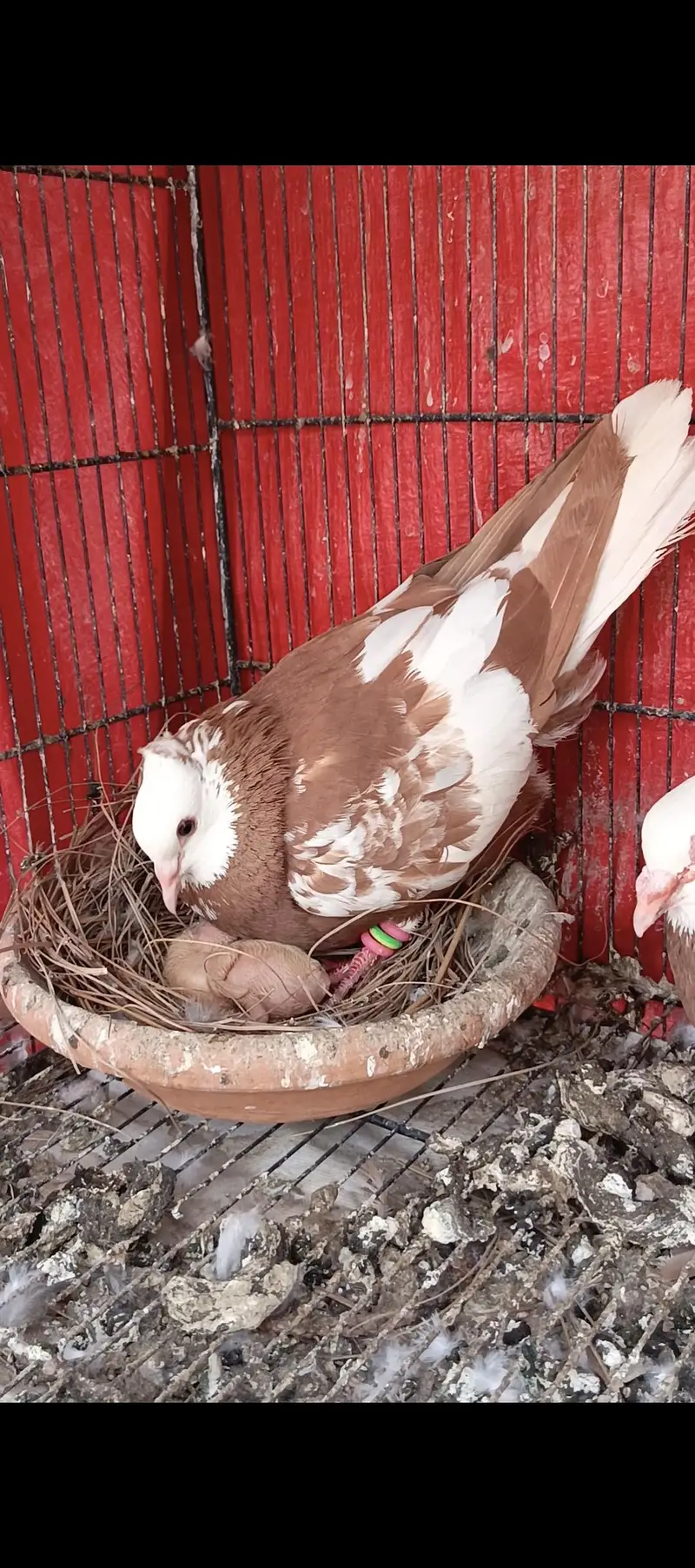 Pigeons breeder pairs wtsapp 033-018-935-73 — photo 4